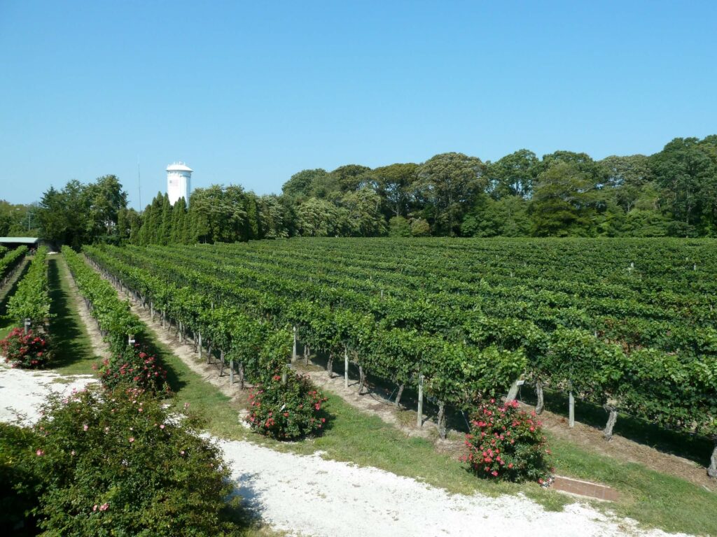 The Next Great Wine Frontier…New Jersey