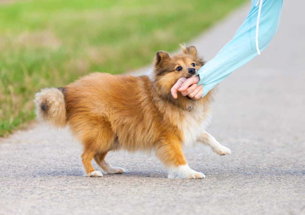 What to do When a Dog Bites You