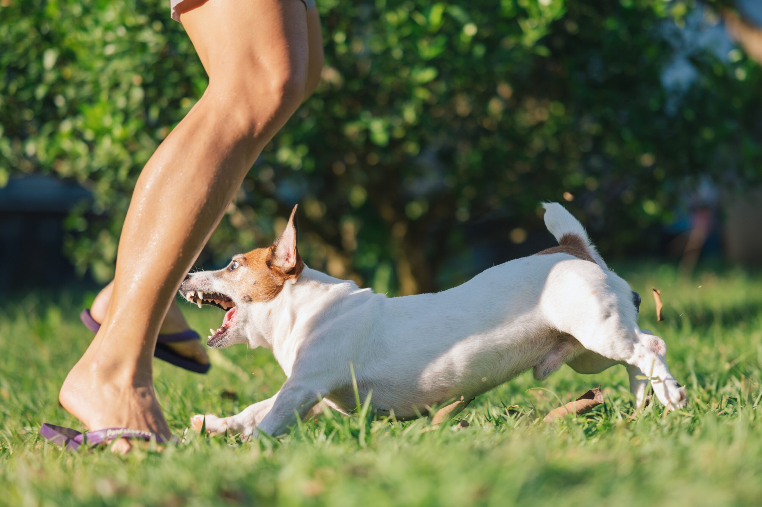 Dog Bite Injury Claims in PA: Who Pays?